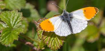 368-Orange-Tip-Butterfly
