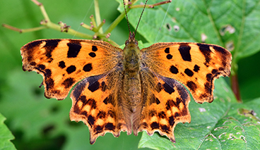 368-The-Comma-Butterfly