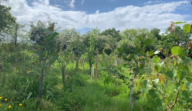 The growing woodland at Guilden Sutton Green Space