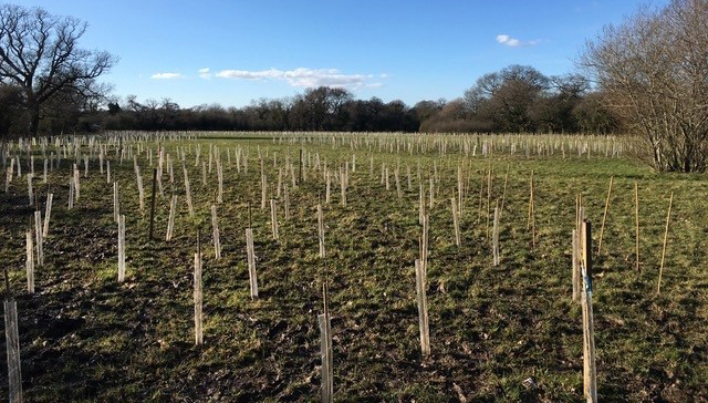 The new woodland at Guilden Sutton Green Space just after planting 