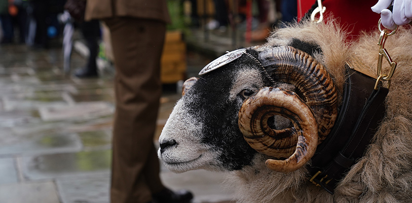 1st Battalion, The Mercian Regiment’s mascot - a Swaledale ram called Lance Corporal Derby.