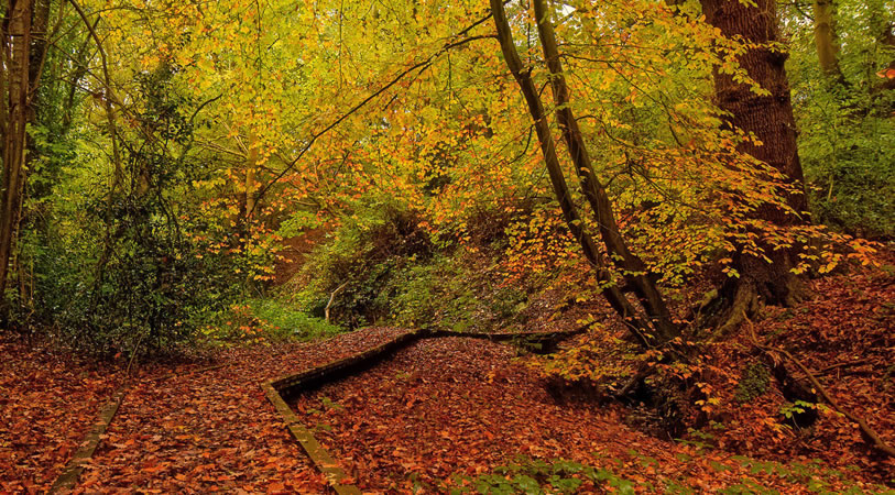 Hob Hey Wood during autumn.