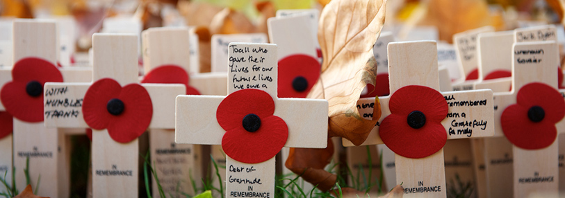 A large gathering of poppies and crosses for Remembrance Day