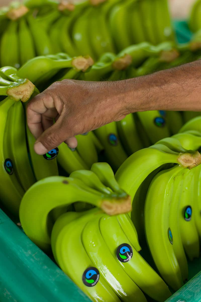 Bananas from Peru with Fairtrade logo stickers.
