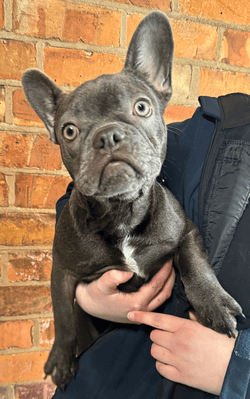 Male French Bulldog 