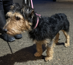 Male black and tan Yorkshire terrier