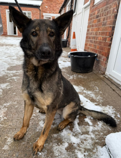 Black and tan German Shepard 