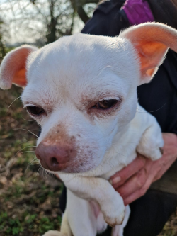 White Chihuahua