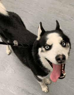 Male Husky