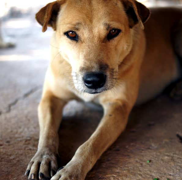 Stray store dog services