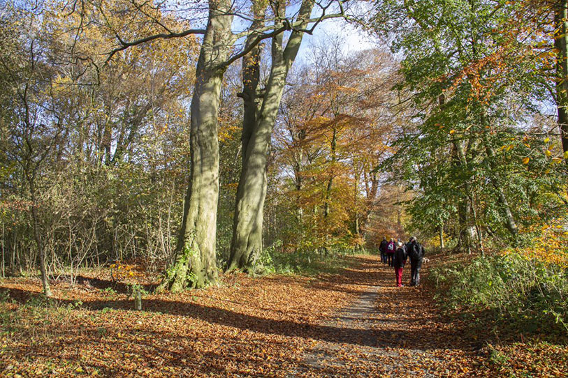 Wellbeing Walk.